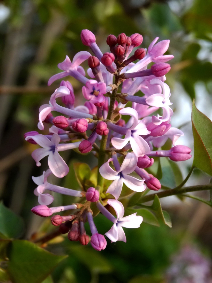 DSC00375A_调整大小.jpg