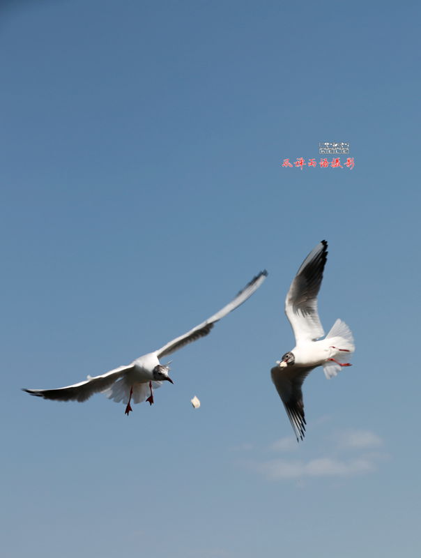 鸥之歌-分享.jpg