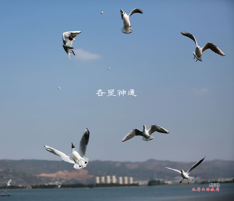 鸥之歌-各显神通.jpg