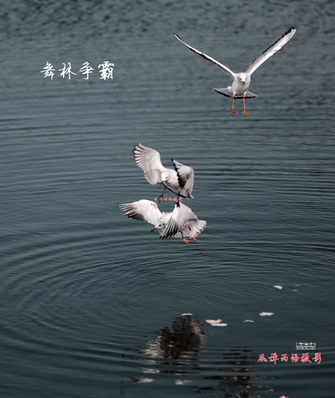 鸥之歌-舞林争霸.jpg