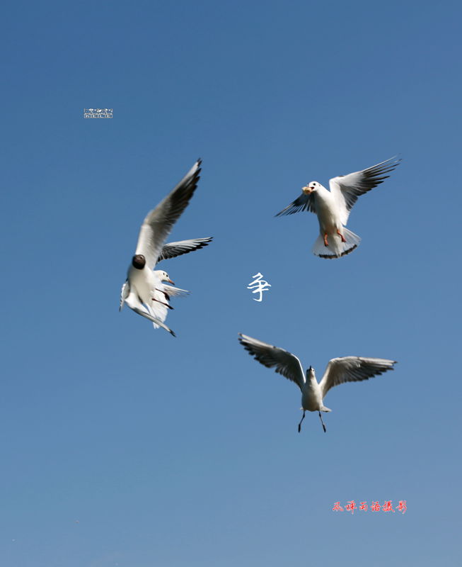 鸥之歌-争.jpg