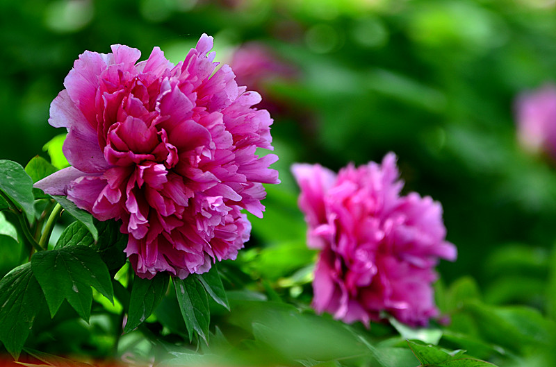 DSC_8269_副本.jpg