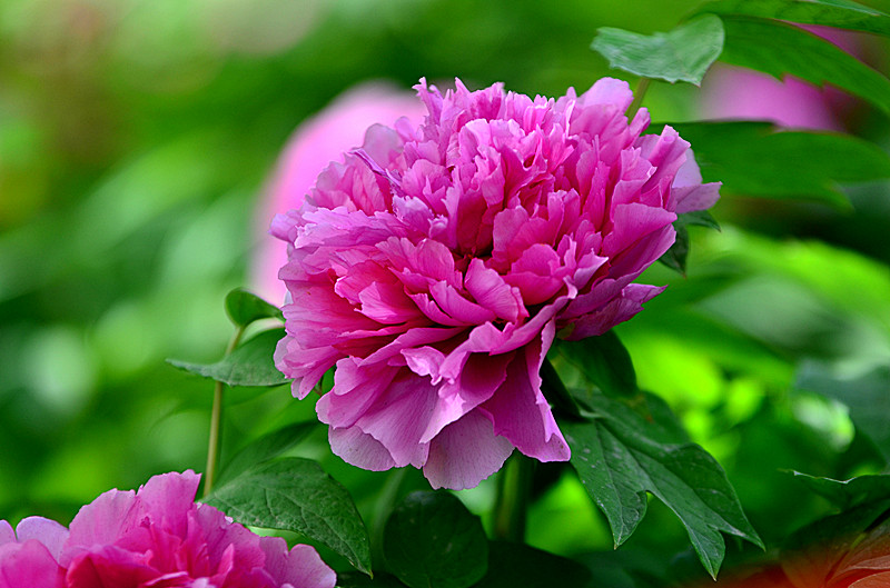 DSC_8268_副本.jpg