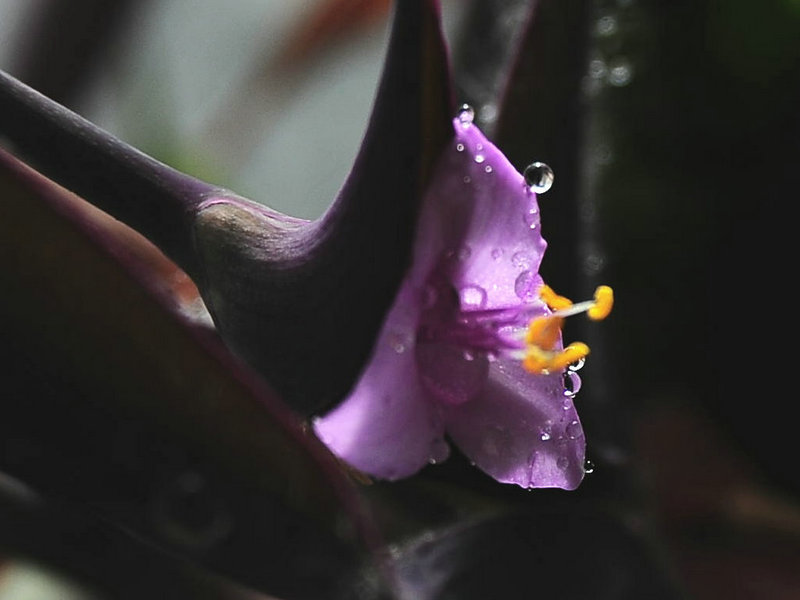 DSC_6285.jpg