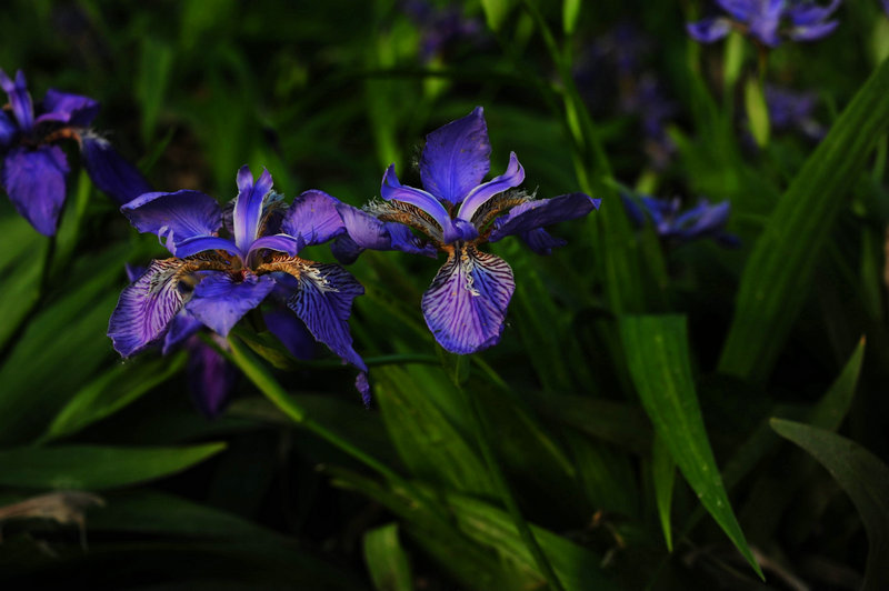 DSC_6186_HZP.jpg