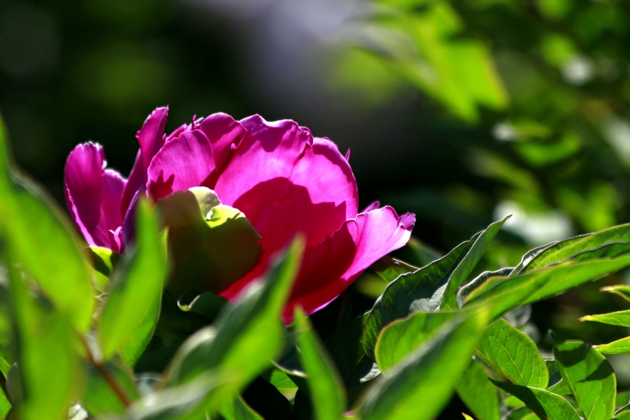 _MG_8998A.jpg