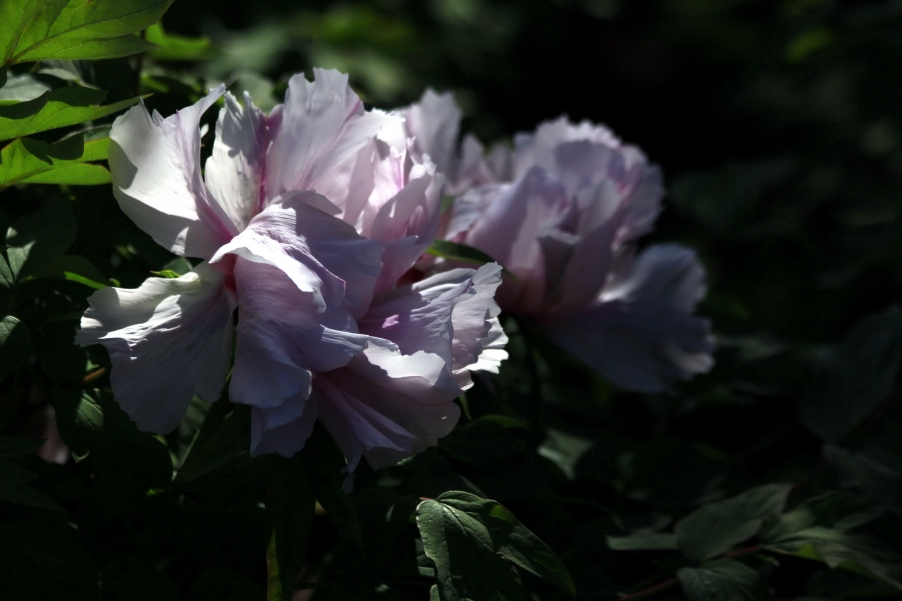 _MG_9041A.jpg