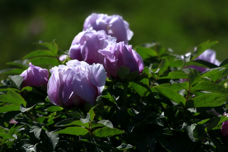 _MG_9044A.jpg