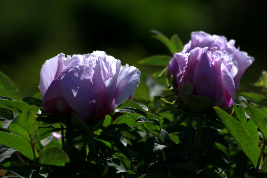 _MG_9050A.jpg