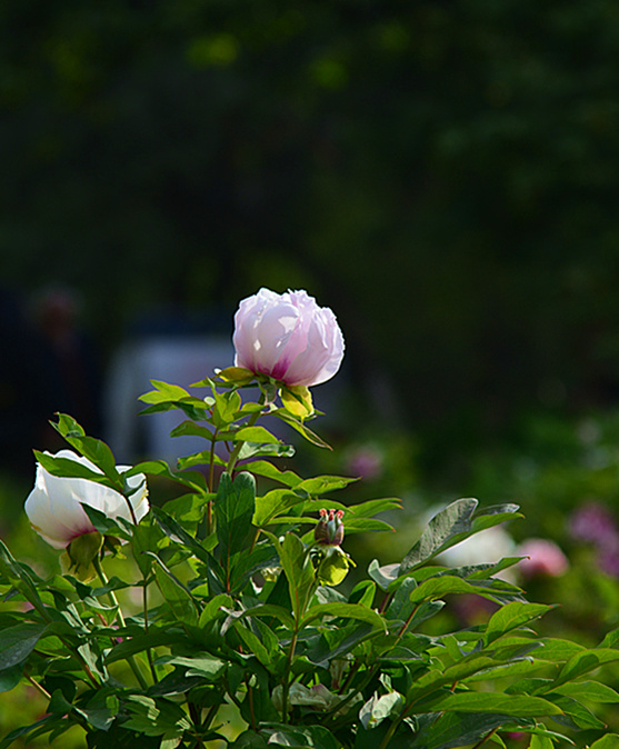 DSC_1446_副本.jpg