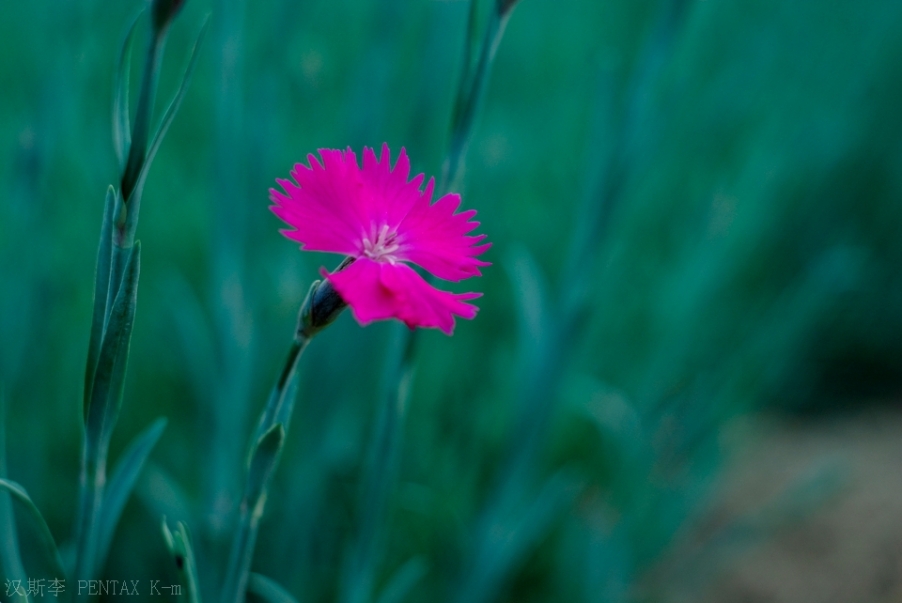 IMGP3520.JPG