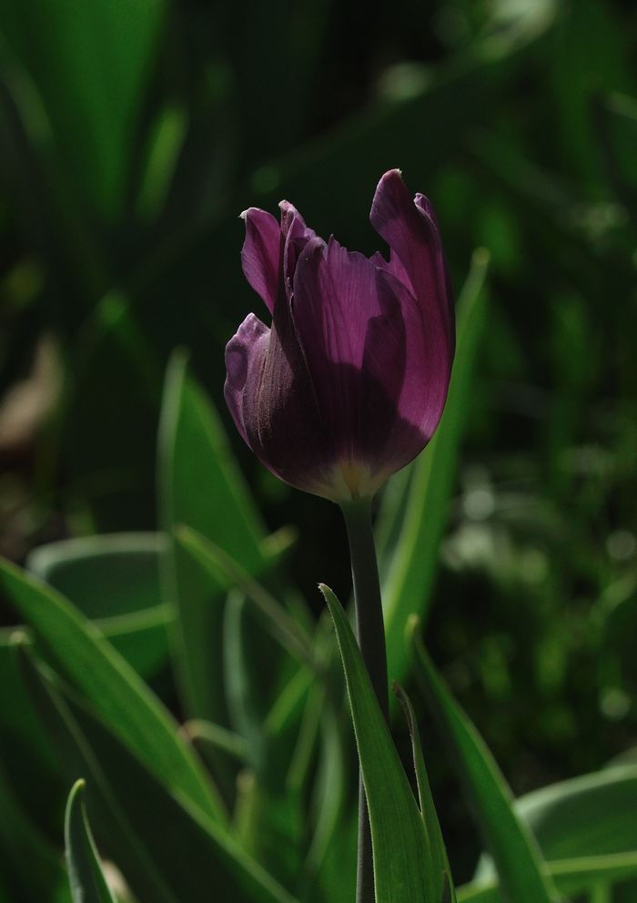 DSC_007516.jpg