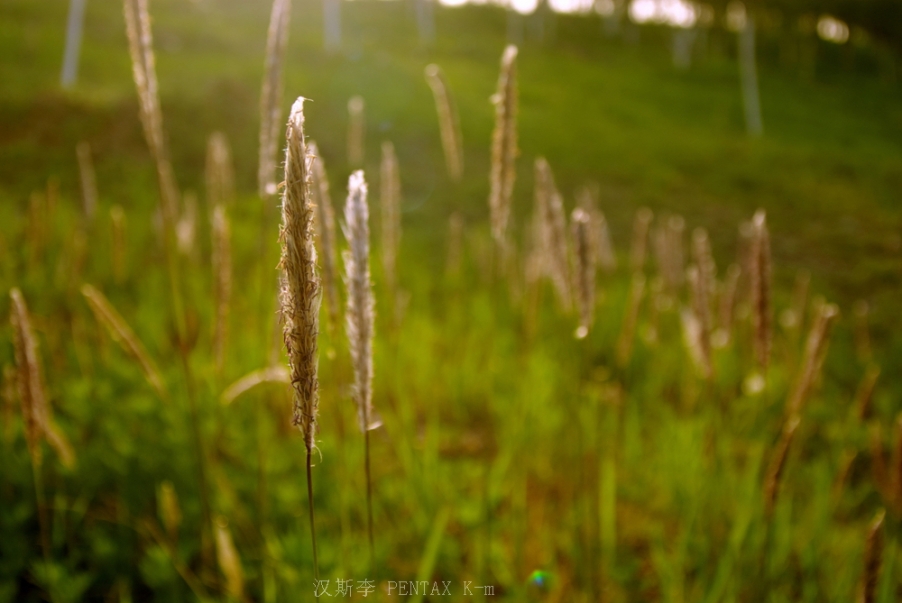 IMGP3668.jpg