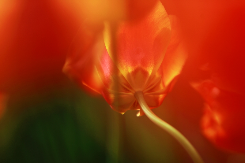 DPP_0039.JPG