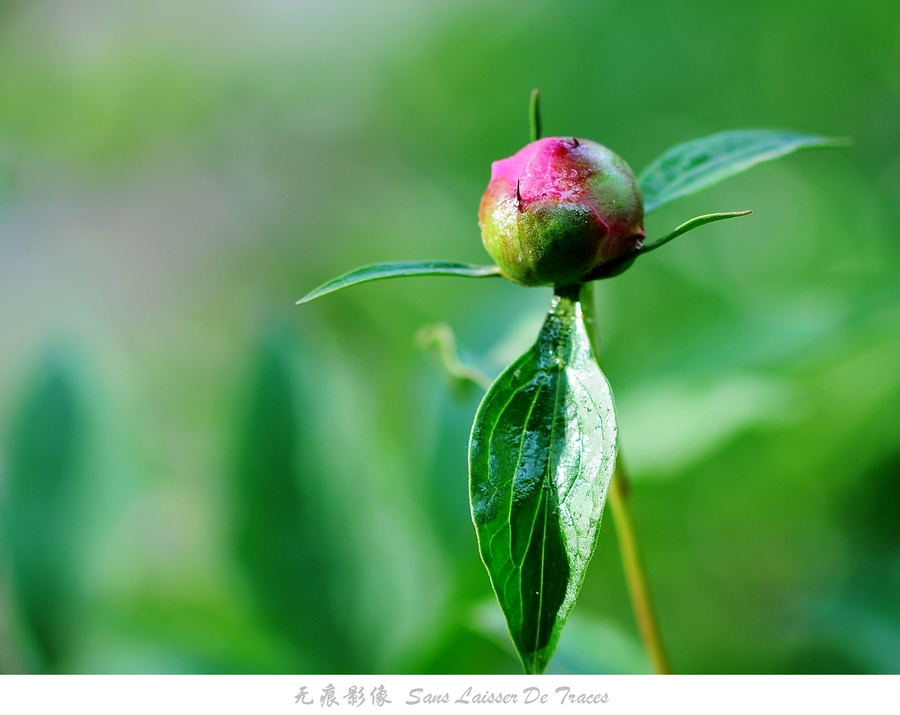 DSC_0616.jpg