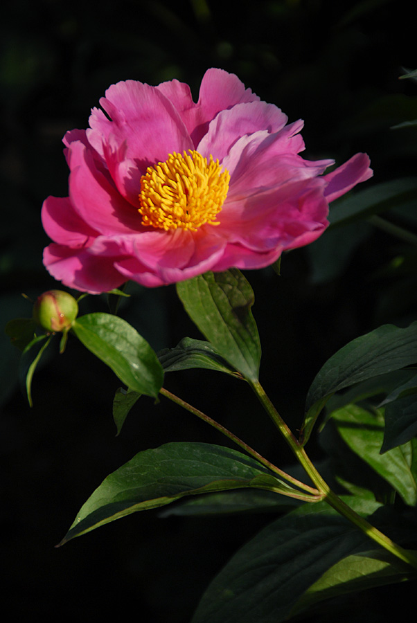 芍药 花 (1).jpg