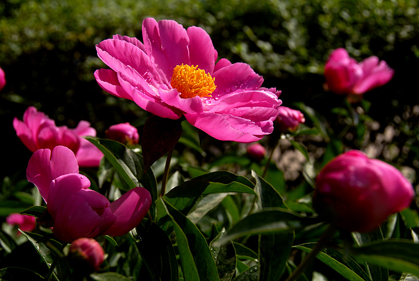 芍药 花 (2).jpg