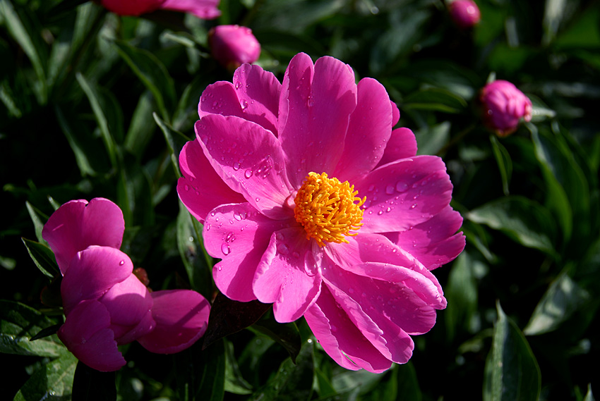 芍药 花 (5).jpg