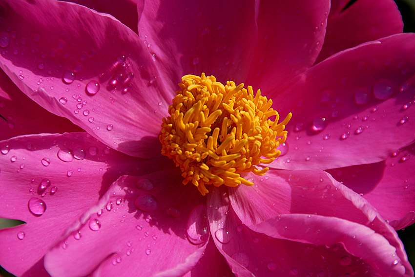 芍药 花 (8).jpg