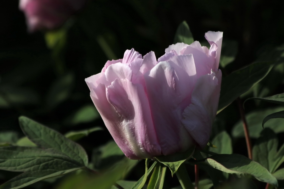 IMG_9272A_调整大小.jpg