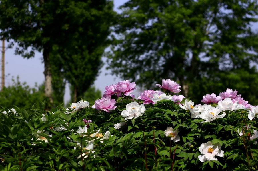 _MG_9467A_调整大小.jpg