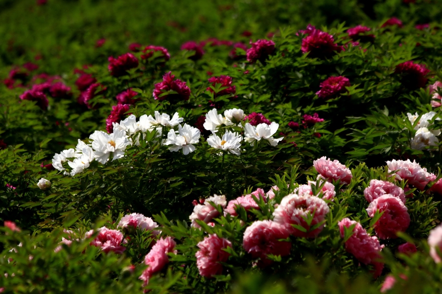 _MG_9580A_调整大小.jpg
