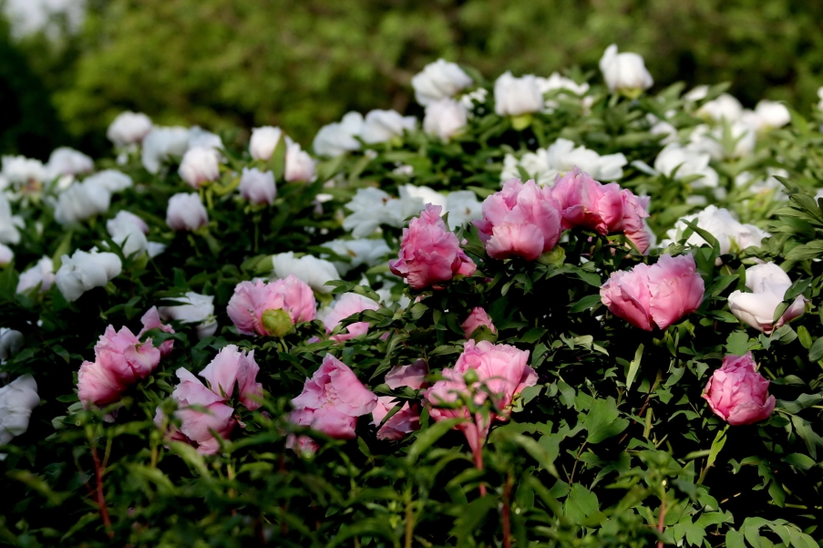 IMG_9157AA_调整大小.jpg