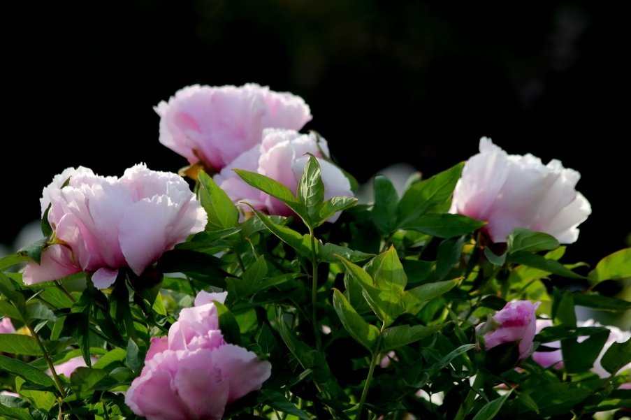 IMG_9180AA_调整大小.jpg