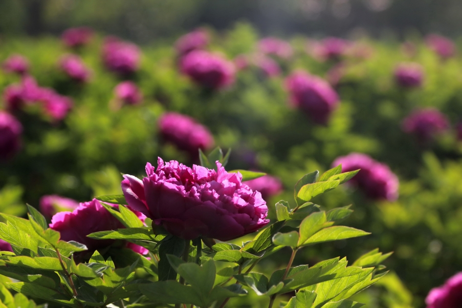 IMG_9190A_调整大小.jpg