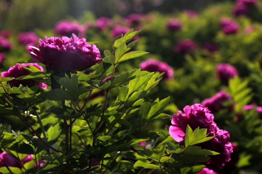 IMG_9191A_调整大小.jpg