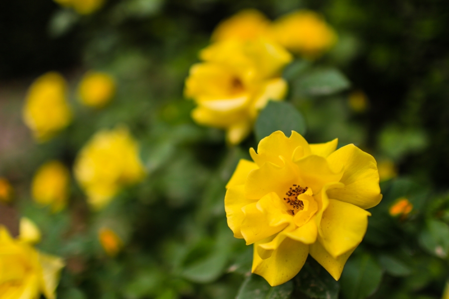 20130420-QG2A0145.jpg