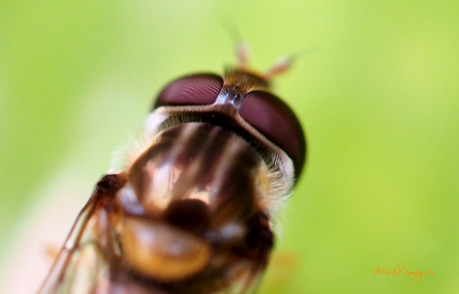 P4233454a2.jpg