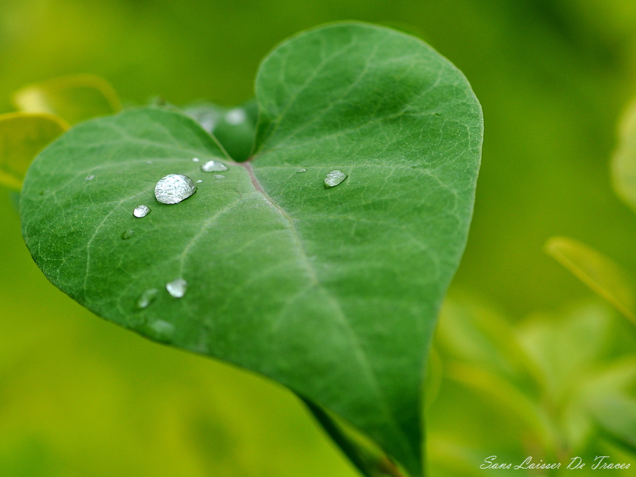 DSC_1095_副本.jpg