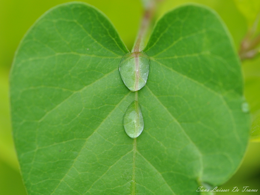 DSC_1098_副本.jpg