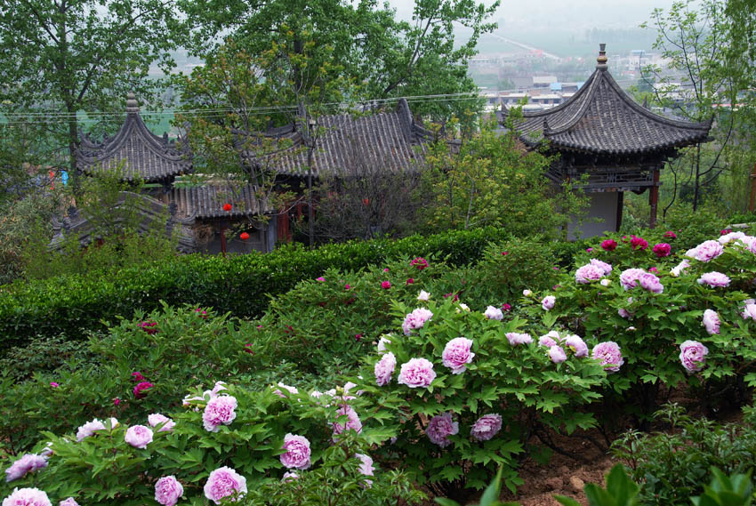阿古泉牡丹 苑 (24).jpg