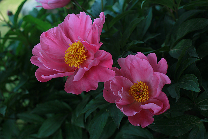 IMG_4701_副本.jpg