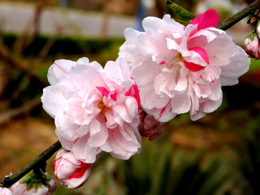 DSC00286A_调整大小.jpg