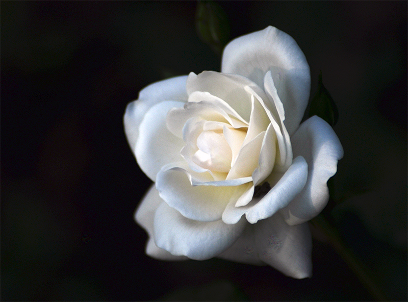 DSC_1378.jpg