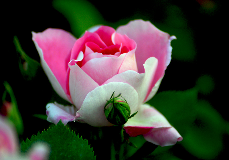 DSC_1400.jpg