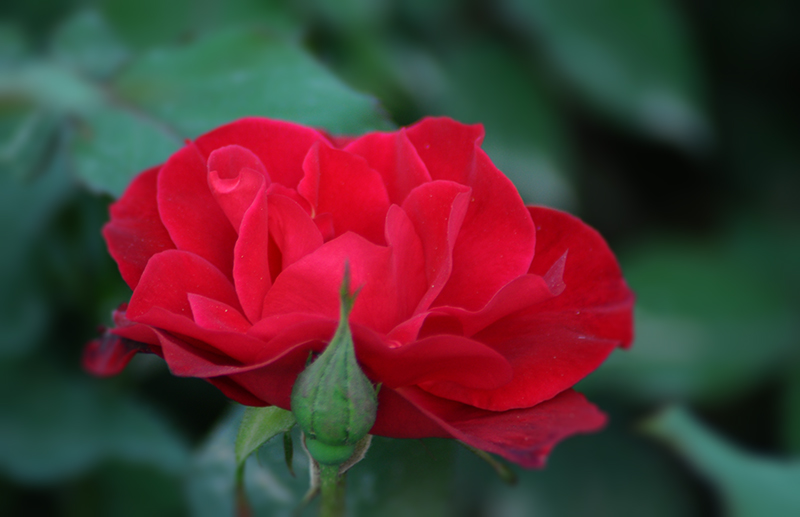 DSC_1414.jpg