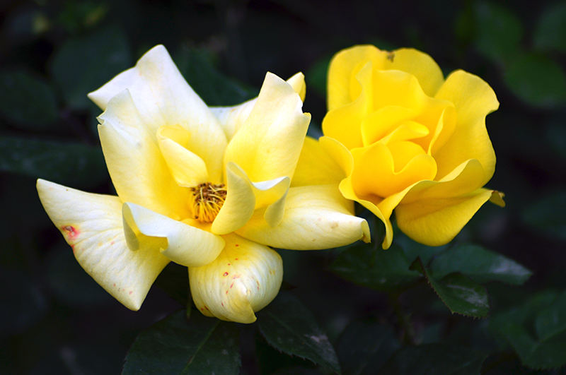 DSC_1447.jpg