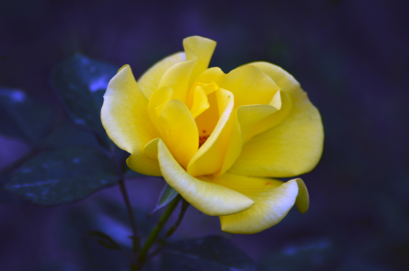 DSC_1452.jpg