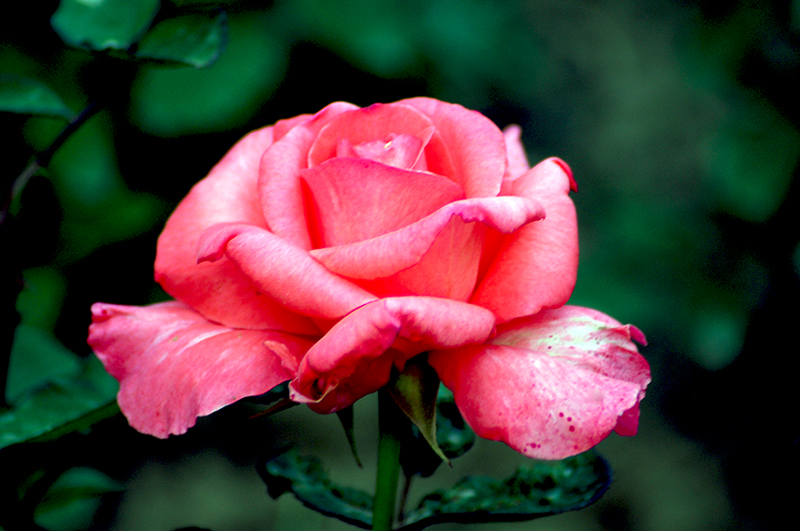 DSC_1469.jpg