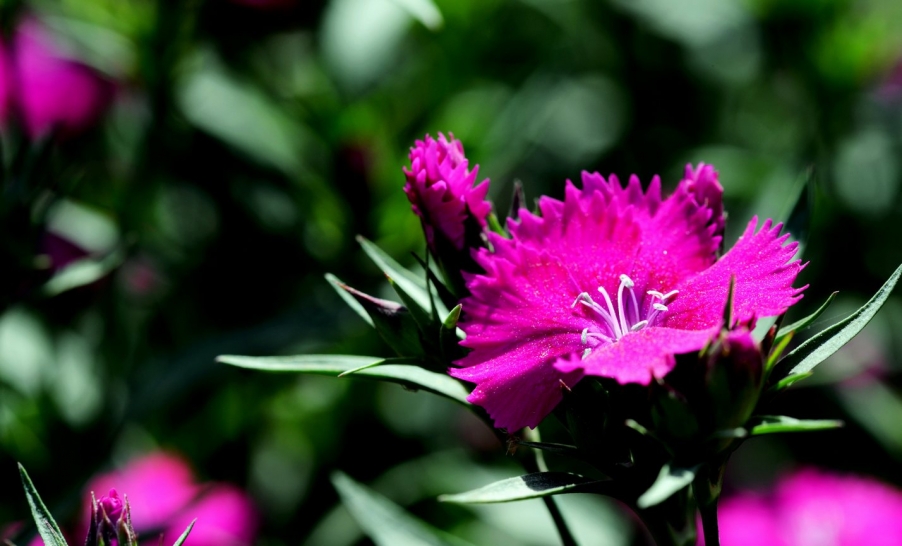 DSC_9464传3.jpg