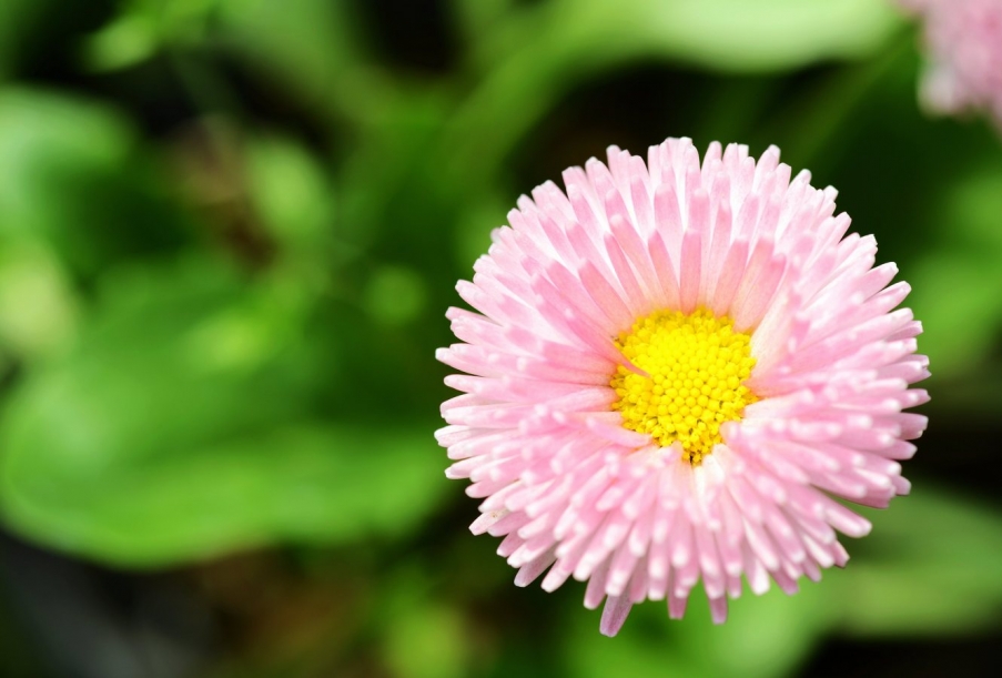 DSC_9517传花2.jpg