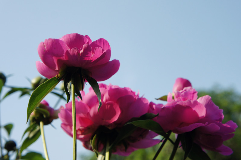 DSC00039_副本.jpg