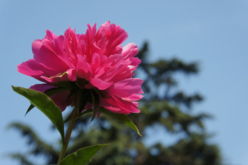 DSC00043_副本.jpg