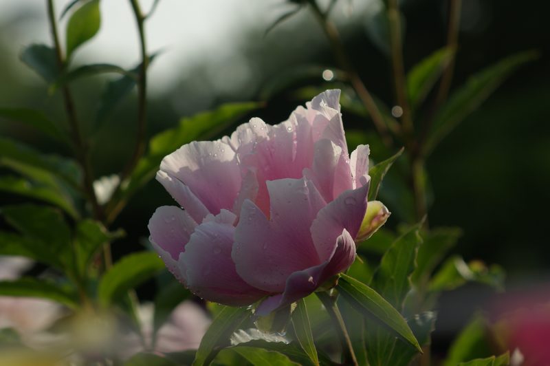 DSC02635.JPG