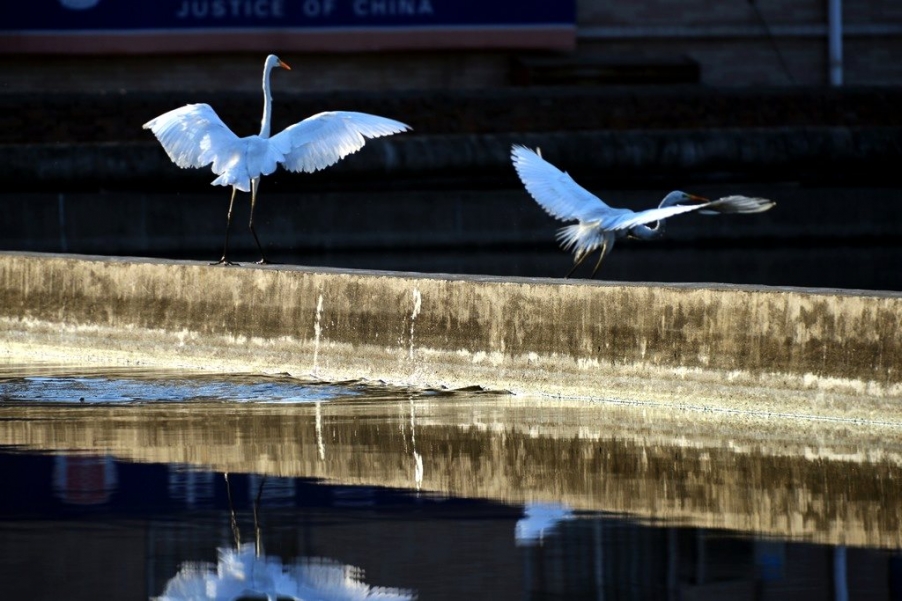 DSC_5175舞翩翩20.jpg
