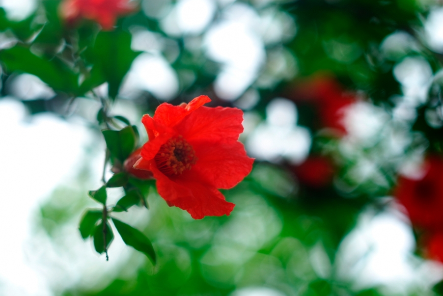 IMGP3789.jpg